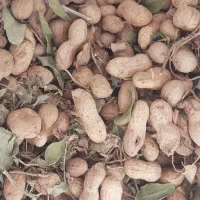 بادام زمینی خوراک دام و انسان