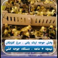 جوجه اردک پکنی و گلپایگان  زیر قیمت ورامین ۱۶۰۰۰