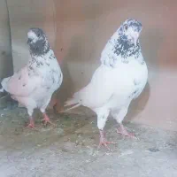 کبوتر جوجه و کهنه پرشی