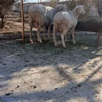 ۲راس،میش لاکن|حیوانات مزرعه|کرمان, |دیوار