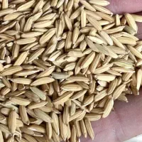 فروش چلتوک کامفیروزی