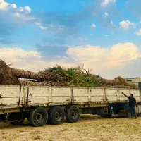 نخل به  آستارا رسید|خدمات باغبانی و درختکاری|آستارا, |دیوار