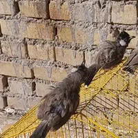قناری