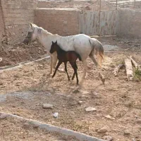 مادین با کره