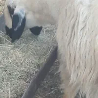 فروش بره ماده چاق در کفترک