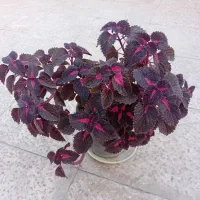 ۶تا گل حسن یوسف خوشگل در حال رشد بفروش میرسد|گل و گیاه طبیعی|قدس, شهر‌قدس|دیوار