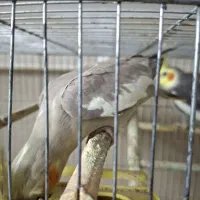 ۲ جفت عروس هلندی|پرنده|گرگان, |دیوار