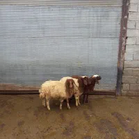 بره ماده|حیوانات مزرعه|بروجرد, |دیوار