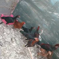 چندتا جوجه خروس دونه یک ملیون|حیوانات مزرعه|میناب, |دیوار