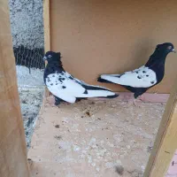 کبوتر|پرنده|الوند, |دیوار