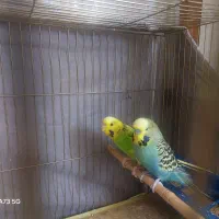 فوری فوری خاص