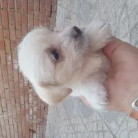 پاکوتاه بازیگوش