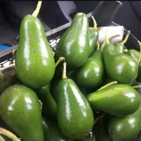 نهال پیوندی آووکادو و میوه آووکادو بندپی بابل|خدمات باغبانی و درختکاری|بابل, |دیوار