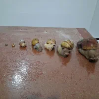 حلزون آچیچینا ی آفریقایی