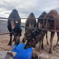 فروش شتر هاشی