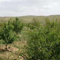زمین باغ ویلا ۱۵۰۰ متر رزجرد معاوضه میشود|فروش زمین و ملک کلنگی|قزوین, |دیوار