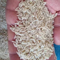 برنج ضیغمی سیروان