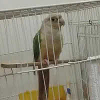 گرینچیک اناناسی