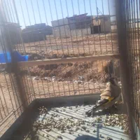 سهره نر|پرنده|باسمنج, |دیوار