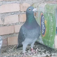 مسافتی جانسون