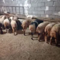 کاورماده بختیاری وافشار