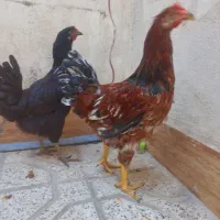 ۲عدد مرغ تاقچه