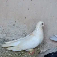 یک لانه کبوتر|پرنده|نقده, |دیوار