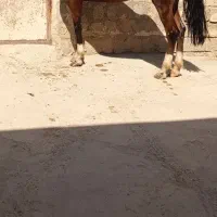 مادیانه 3ساله