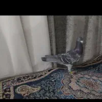 یک ماده زره ای عراقی