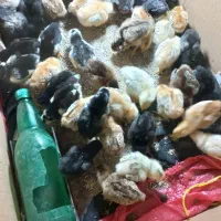 فروش جوجه پائیزی|حیوانات مزرعه|نکا, |دیوار