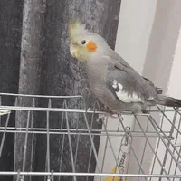 عروس هلندی زیبا و سالم