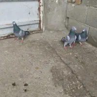 کفتر|پرنده|بیرانوند, |دیوار