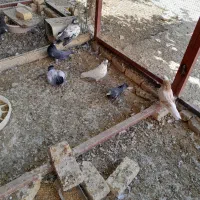 کبوتر پرشی|پرنده|زیباشهر, |دیوار