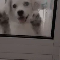 واگذاری پت خانگی تر و تمیز و حرف گوش کن ۵میلیون