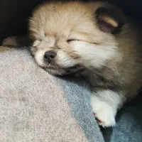 واگذاری پامرین خرسی|سگ|مشهد, یاس|دیوار