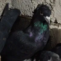 کبوتر‌قره‌وشامی