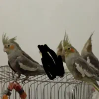 عروس هلندی
