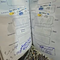 سگ ژرمن اصل ماده|سگ|فارسان, |دیوار