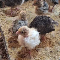 بلدرچین- جوجه