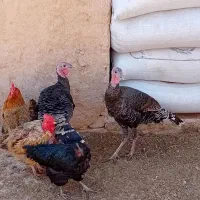 بوغلمون ۷ماهه