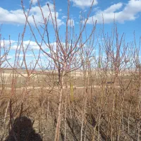 نهال بادام و گردو