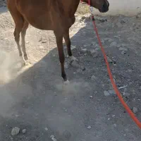 کره اسب