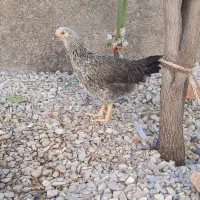 جوجه سالم وسرحال ودرشت و واکسن خورده ۱۰ عدد