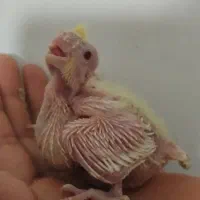 جوجه عروس لوتینو چشم شرابی