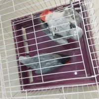 بزرگترین پت شاپ و قصر پرنده در سمنان|پرنده|سمنان, |دیوار