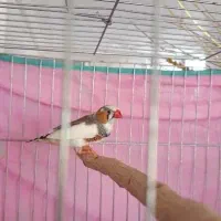 فنچ نر فروشی یا معاوضه