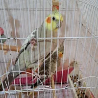 عروس هلندی نروماده|پرنده|اطاقور, |دیوار