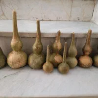 کدو تزئینی    ۸ عدد