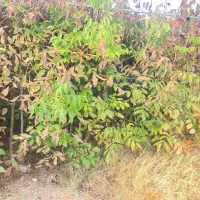 نهال گردو وکاج