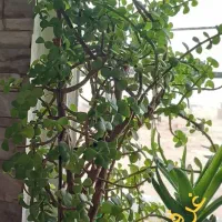 فروش گل گیاه آپارتمانی با گلدان ب علت کمبودجا|گل و گیاه طبیعی|اسلام‌شهر, شهرک واوان|دیوار